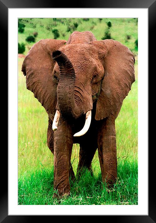 JST2803 African elephant Framed Mounted Print by Jim Tampin