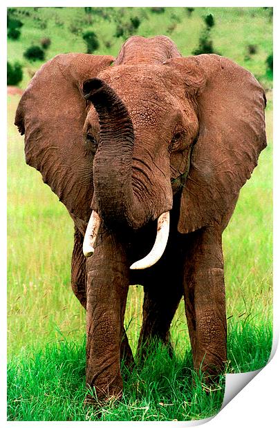 JST2803 African elephant Print by Jim Tampin