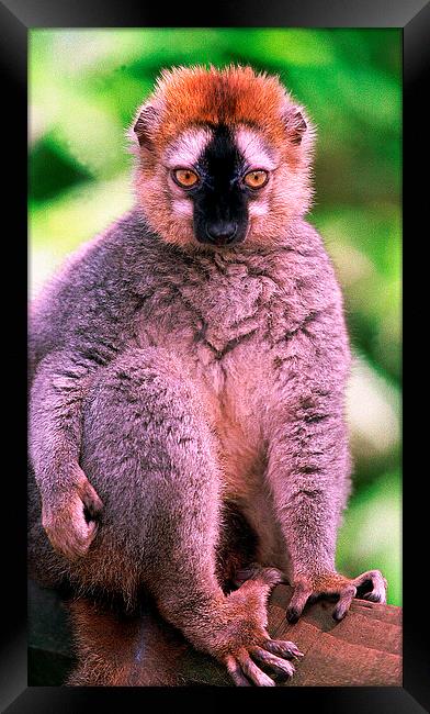 JST2802 Red-fronted Lemur Framed Print by Jim Tampin