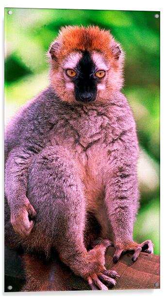 JST2802 Red-fronted Lemur Acrylic by Jim Tampin
