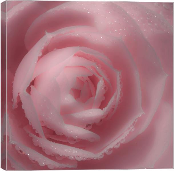 Soft Pink Rose Canvas Print by Mike Gorton
