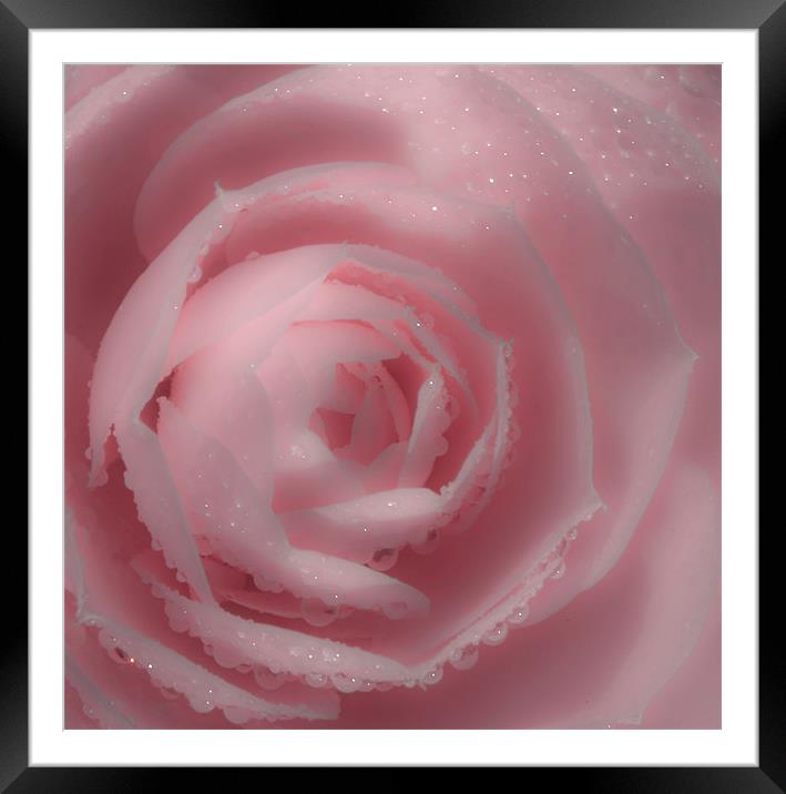 Soft Pink Rose Framed Mounted Print by Mike Gorton