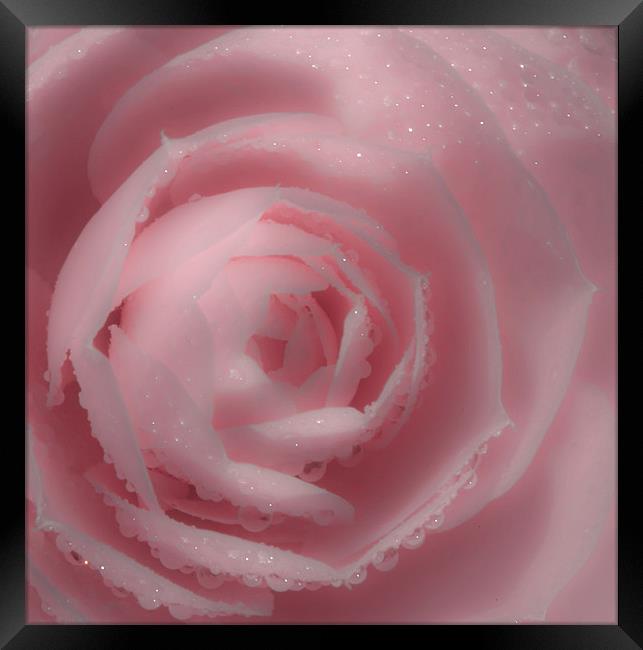 Soft Pink Rose Framed Print by Mike Gorton