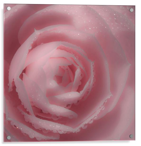 Soft Pink Rose Acrylic by Mike Gorton