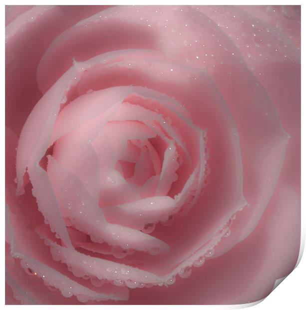 Soft Pink Rose Print by Mike Gorton