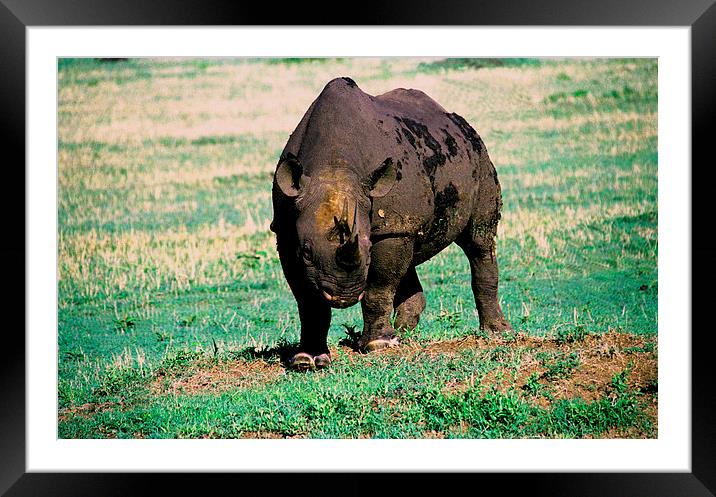 JST2801 Black Rhino, ENDANGERED Framed Mounted Print by Jim Tampin