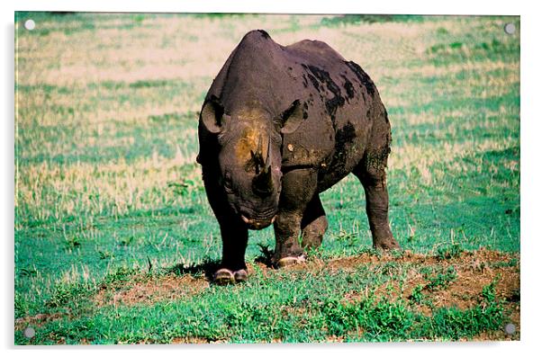 JST2801 Black Rhino, ENDANGERED Acrylic by Jim Tampin