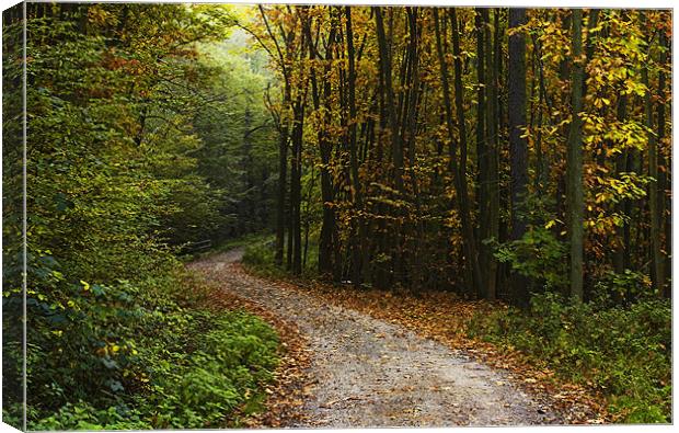 Forest walk Canvas Print by James Mc Quarrie