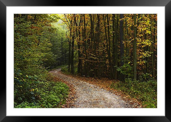 Forest walk Framed Mounted Print by James Mc Quarrie