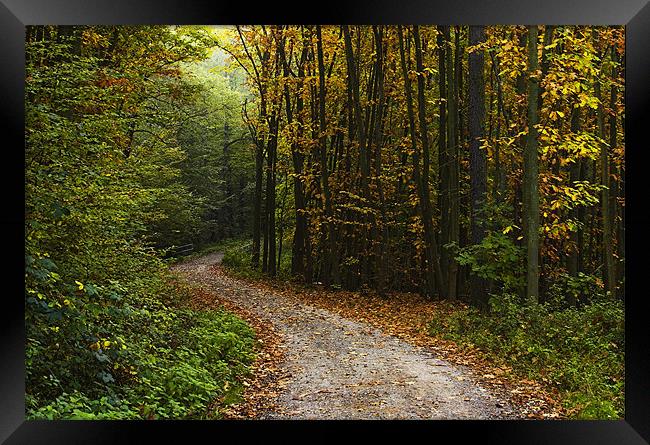 Forest walk Framed Print by James Mc Quarrie