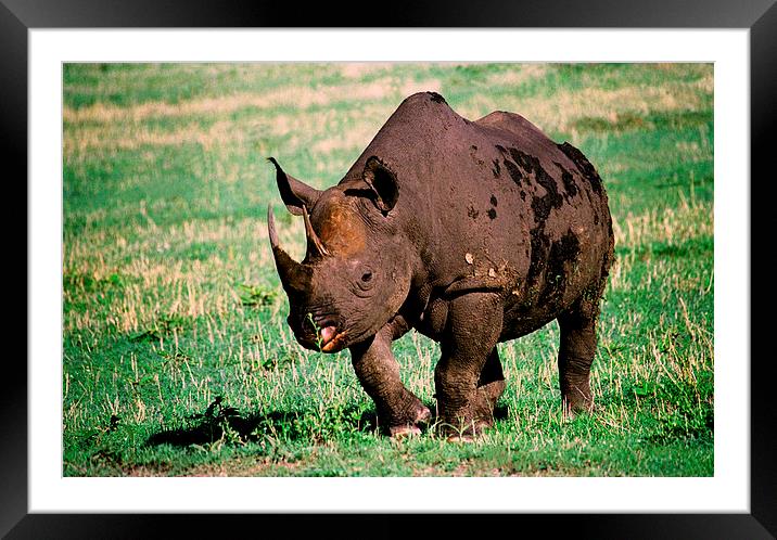 JST2799 Black Rhino ENDANGERED Framed Mounted Print by Jim Tampin