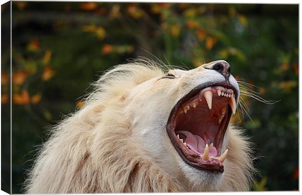 Roar Canvas Print by Graham Custance