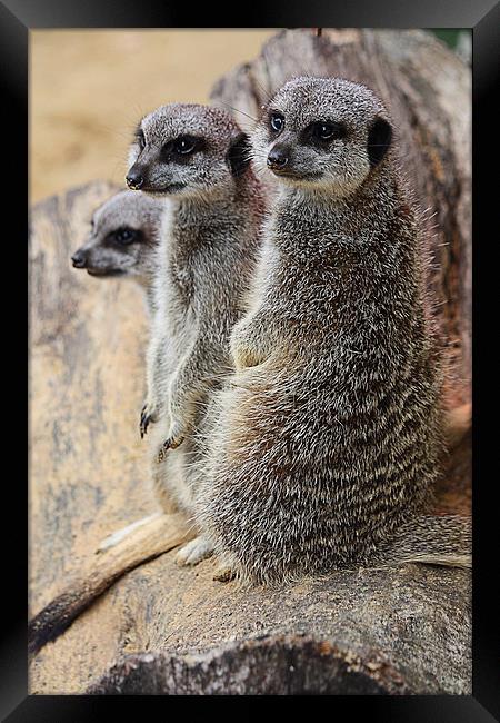 Compare the Meerkats Framed Print by Graham Custance