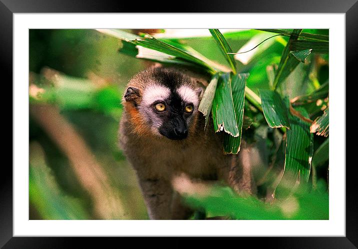 JST2797 Red-fronted Lemur Framed Mounted Print by Jim Tampin