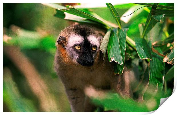 JST2797 Red-fronted Lemur Print by Jim Tampin