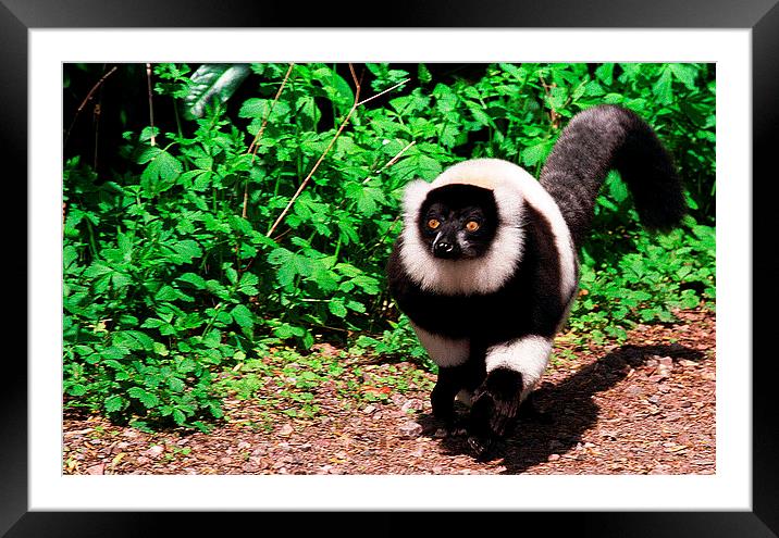 JST2796 Lemur Black & white Ruffed Framed Mounted Print by Jim Tampin