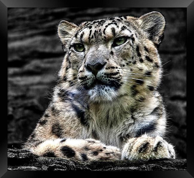 Snow Leopard Framed Print by Ian Lewis