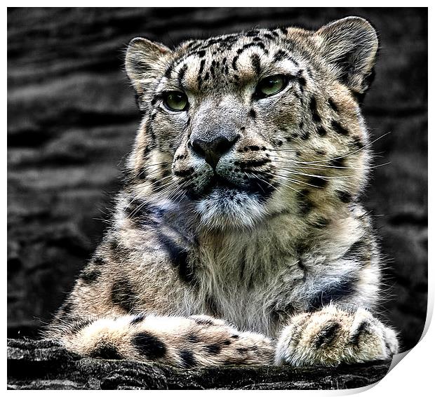 Snow Leopard Print by Ian Lewis