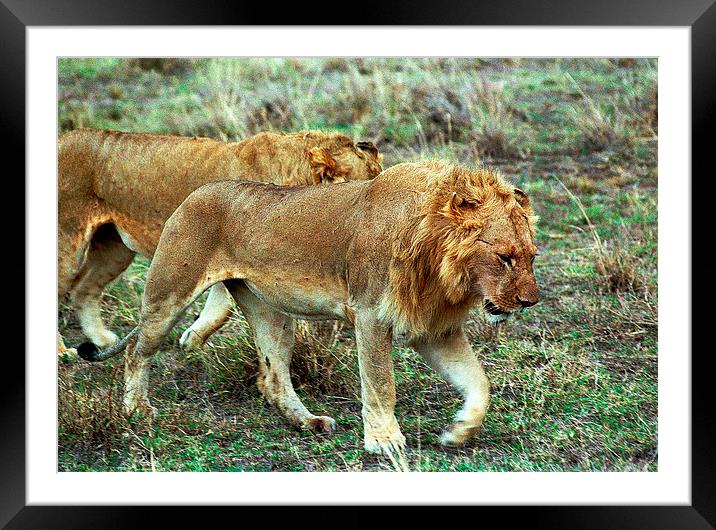 JST2793 Hungry young males Framed Mounted Print by Jim Tampin