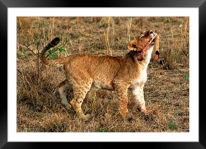 JST2792 Lion cub Framed Mounted Print by Jim Tampin