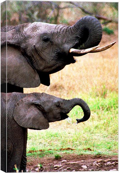 JST2790 Mother and son Canvas Print by Jim Tampin