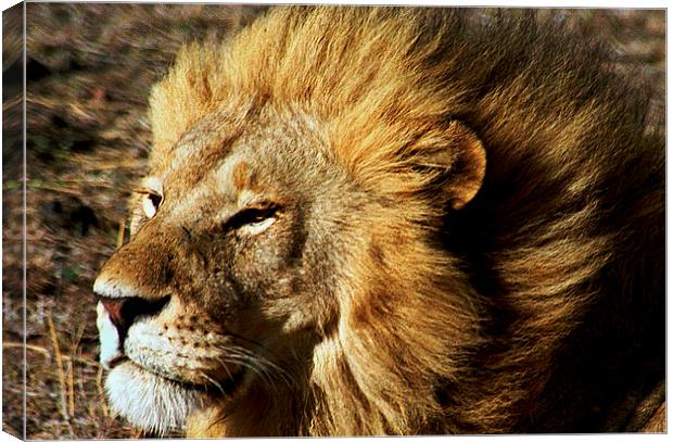 JST2786 male lion full mane Canvas Print by Jim Tampin