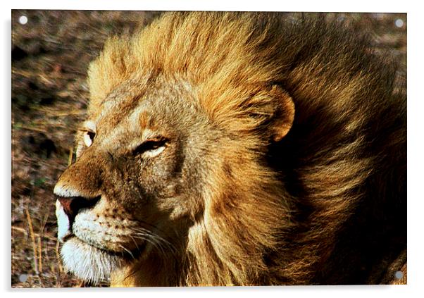 JST2786 male lion full mane Acrylic by Jim Tampin