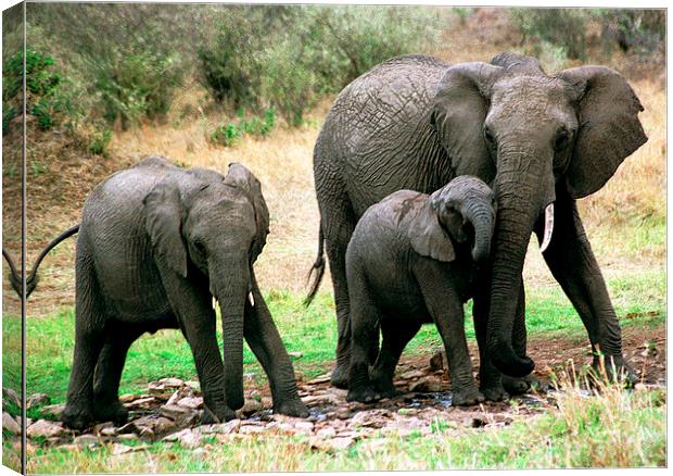 JST2784 Elephsnt family Canvas Print by Jim Tampin