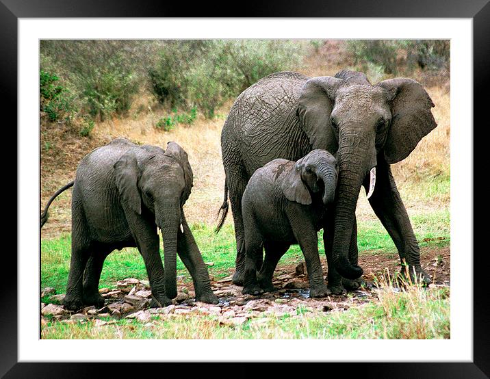 JST2784 Elephsnt family Framed Mounted Print by Jim Tampin