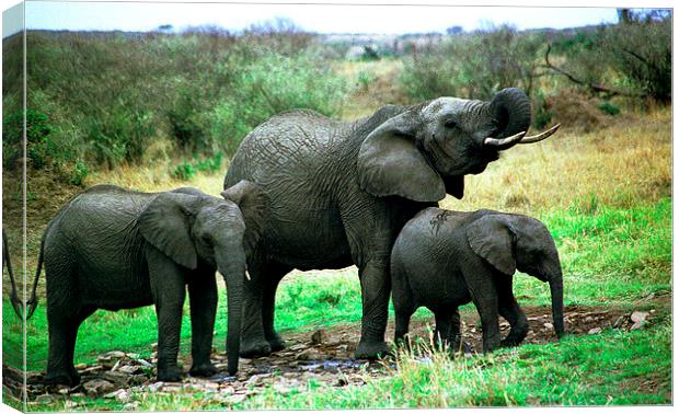 JST2782 Elephant family drink Canvas Print by Jim Tampin