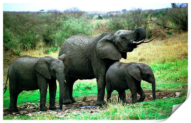 JST2782 Elephant family drink Print by Jim Tampin