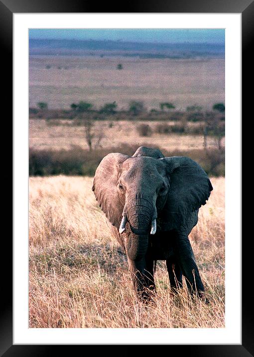 JST2781 elephant Masai Mara Framed Mounted Print by Jim Tampin