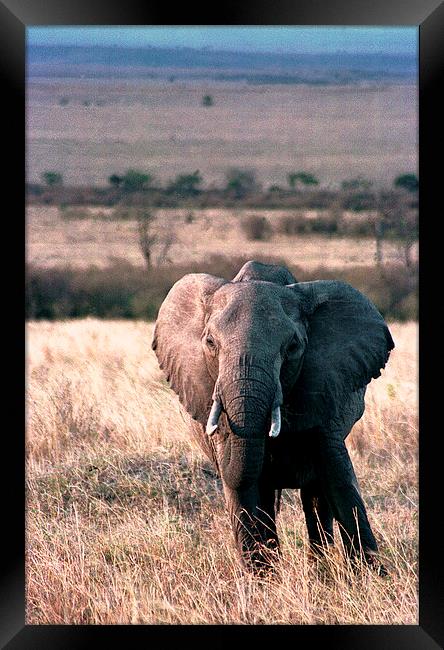 JST2781 elephant Masai Mara Framed Print by Jim Tampin