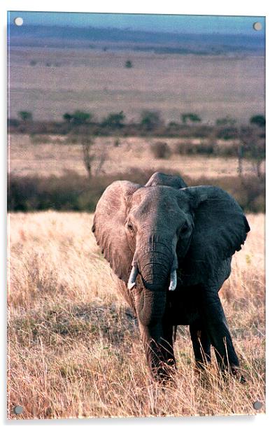 JST2781 elephant Masai Mara Acrylic by Jim Tampin