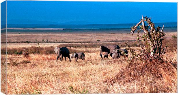 JST2780 Elephants with young Canvas Print by Jim Tampin