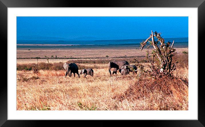 JST2780 Elephants with young Framed Mounted Print by Jim Tampin