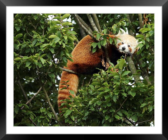Red Panda in a Tree Framed Mounted Print by Selena Chambers