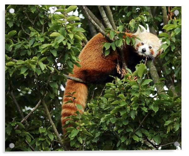 Red Panda in a Tree Acrylic by Selena Chambers