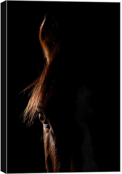Who's Looking at You? Canvas Print by Rob Smith