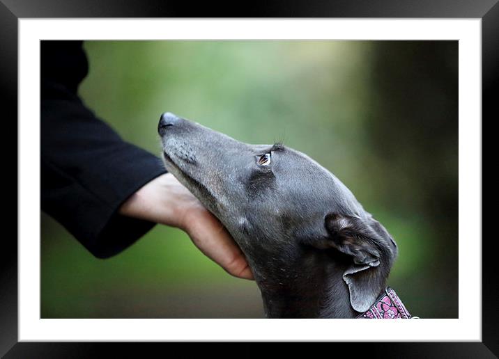 Loving Greyhound Framed Mounted Print by Selena Chambers