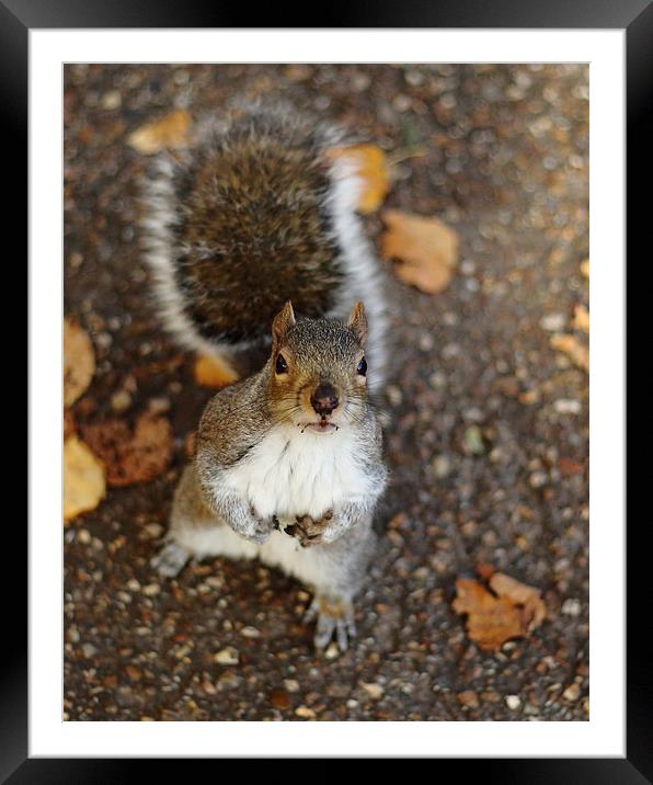 The Bring It On Squirrel Framed Mounted Print by Selena Chambers