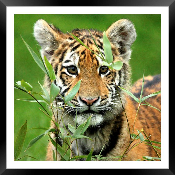 Amur Tiger Cub Hiding Framed Mounted Print by Selena Chambers