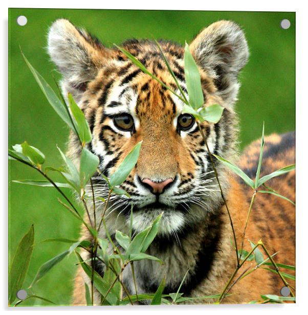 Amur Tiger Cub Hiding Acrylic by Selena Chambers