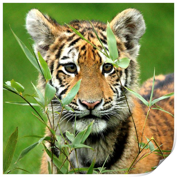 Amur Tiger Cub Hiding Print by Selena Chambers
