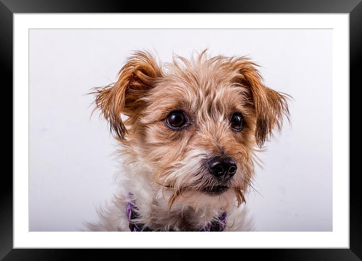 Norfolk Terrier Framed Mounted Print by Paul Holman Photography