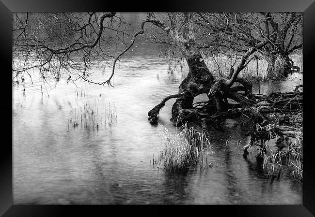 Exposed tree roots on the shore of Coniston Water. Framed Print by Liam Grant