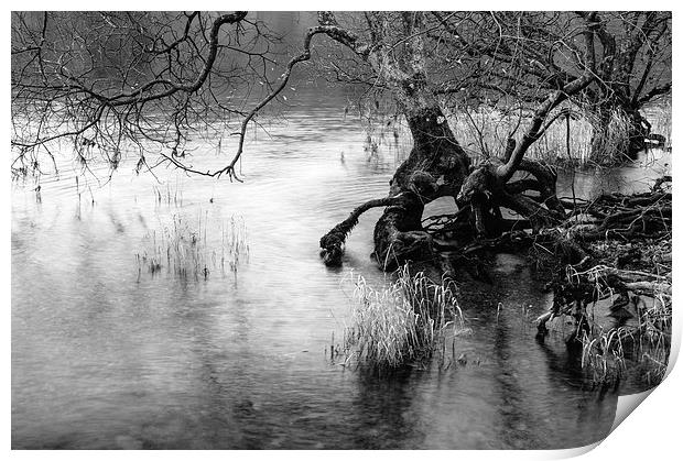 Exposed tree roots on the shore of Coniston Water. Print by Liam Grant