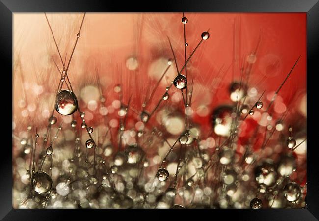 Riot Red Cactus Sparkles Framed Print by Sharon Johnstone