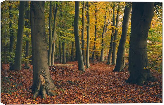Dense Beech tree woodland in Autumn. Canvas Print by Liam Grant