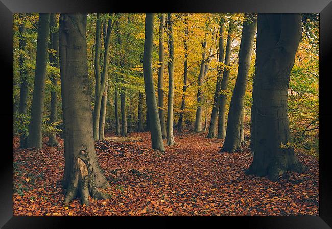 Dense Beech tree woodland in Autumn. Framed Print by Liam Grant